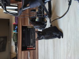 Katerstimmung