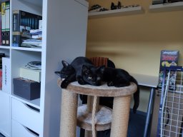 Katerstimmung